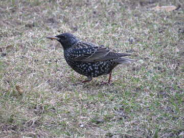 a bird on the ground starling №54191