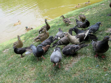 Pigeons mangeant près de l`étang №54342