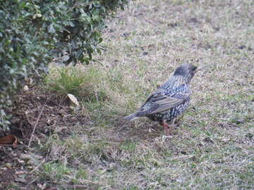Un oiseau debout dans l`herbe walikng sur le sol №54184