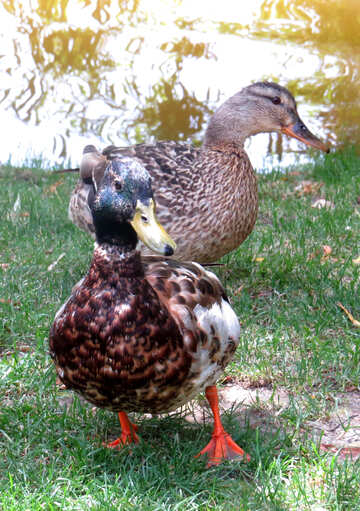 Two ducks №54301