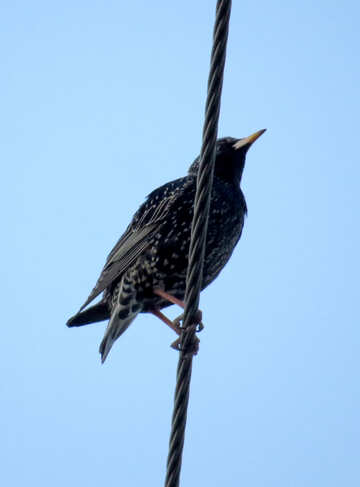 Bird on a wire rope balacing №54180