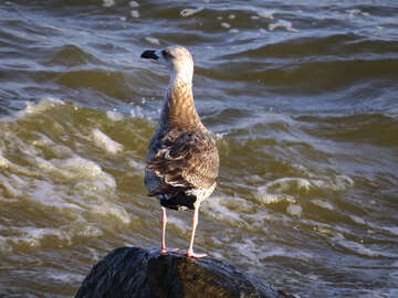 Oiseau sur un rocher surplombant l`eau mouette №54437