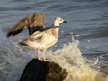 A bird standing on a rock while a wave crashes against the rock. №54445