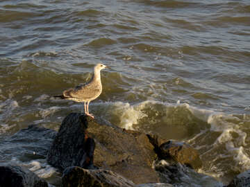 Un uccello in piedi su una roccia circondata dall`acqua №54454