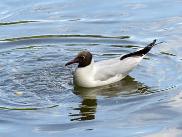 Un pájaro blanco con cabeza nadando agua. №54291