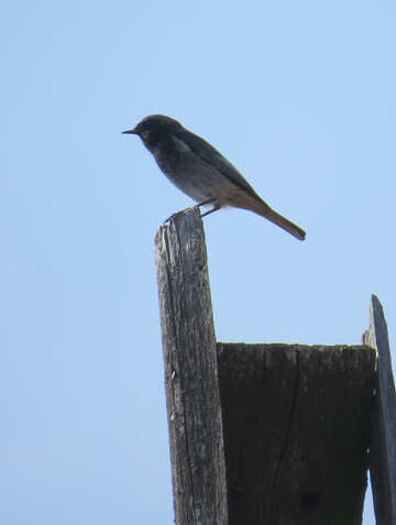 bird sitting on a pole №54174