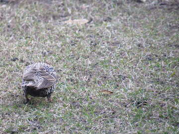 Oiseau trouver un insecte sur l`herbe №54190