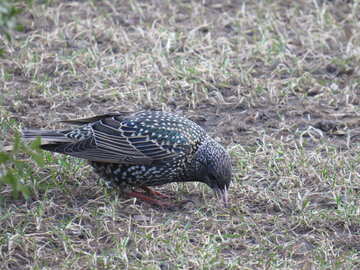a bird pecking at №54196