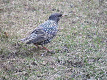 Starling bird in grass №54188