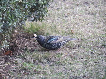 starling bird on grass eating №54181