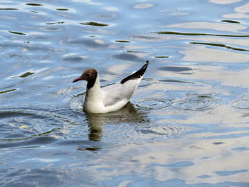 Eine Ente, die im Wasser schwimmt №54290