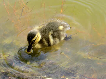 Baby duck drinking water duckling №54264