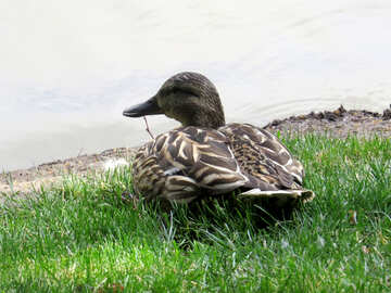 A black duck laying on the grass №54235