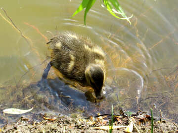 bird duck on pond №54269