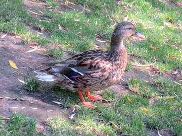Un pato con patas rojas en la hierba. №54275