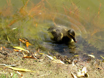 Duck in water №54267