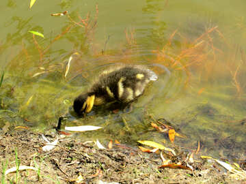 little duck at the edge of lake №54266