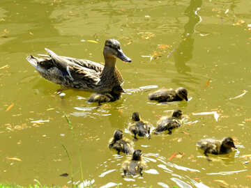Mother duck with ducklings in a pond swimming №54271