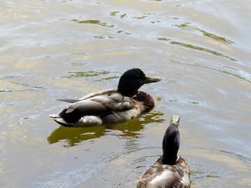 Canard nageant dans le lac №54250