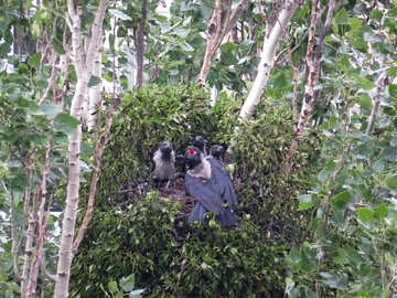 Pássaros em um ninho verde №54992