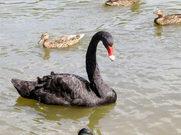Big black swan goose on water with female mallard ducks №54337