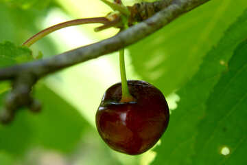 cherry №54409