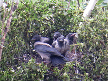 crow nest №54994