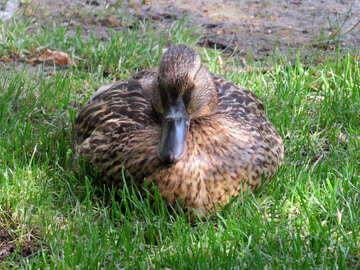 duck in grass №54239