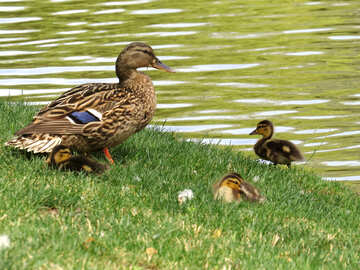 An animal and the child on grass Ducks by a lake №54330