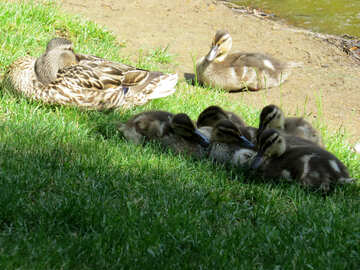 baby ducks birds №54251