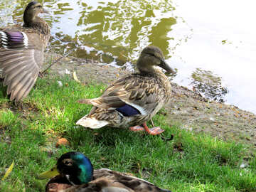 Ducks on grass №54243