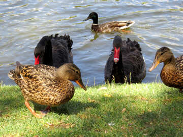 Patos en un estanque №54369