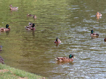 ducks swimming in a pond №54284