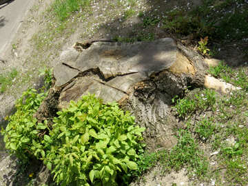 Tree stump cut wood №54158