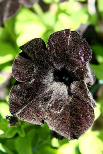 flower black №54421