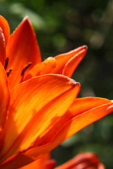Flower orange №54406