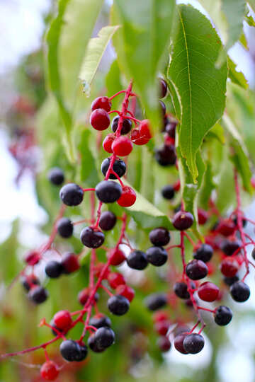 Cherry Berries fruit tree №54147