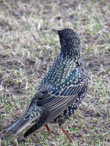 Starling bird che è in piedi nell`erba №54195