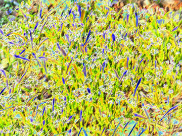 A colored grass field plant yellow gras green Flowers №54401