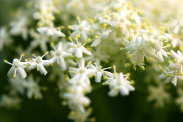 Flores brancas de cinco pétalas №54417