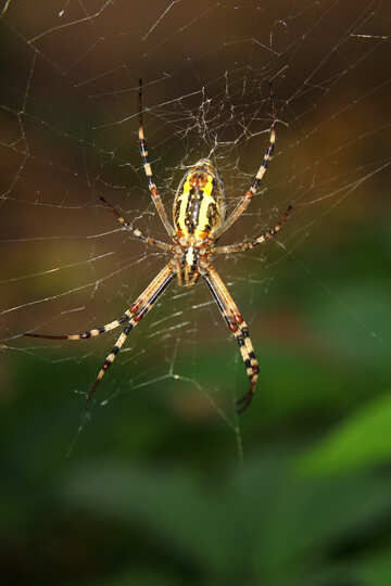 Good pic Spider №54142