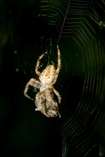 Spider on web eating food №54143