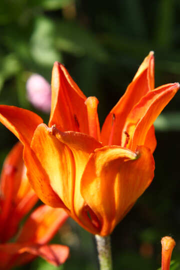 Hot orange flower №54408