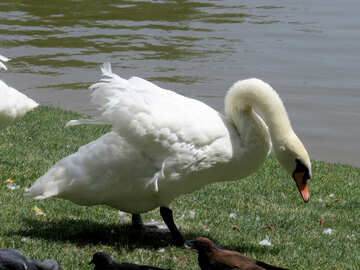 Swan eating food №54325
