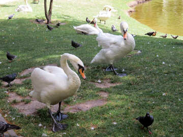 Swans №54327