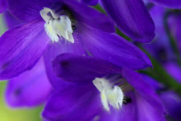 Eine lila Blume auf einer Pflanze kleine Wildblume blühende Pflanze Blütenblatt Glockenblume Familie Makrofotografie №54415
