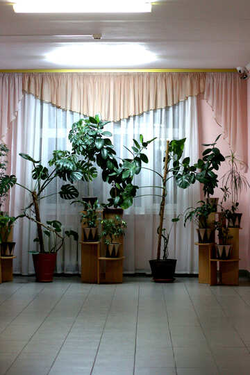 plants in a room curtain and teers №54032