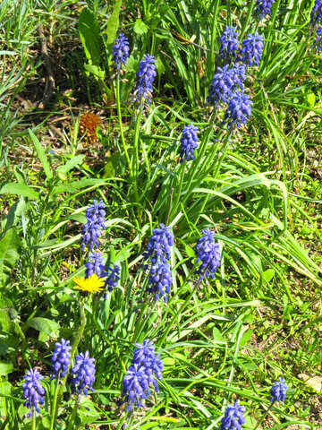 lila Blüten im Gras №54152