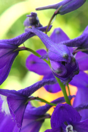 Flores violetas púrpuras №54412