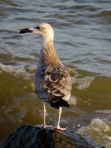Bird seagull №54441